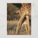 Recherche de girafe bébé cartes postales Nature