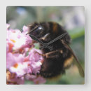 Recherche de bourdons horloges Fleurs