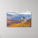 Recherche de dall art Mouton