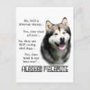 Recherche de malamute cartes postales Chien