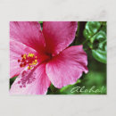 Zoek naar van de keerkringen briefkaarten Plant