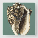 Zoek naar shells klokken Oceaan