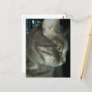 Recherche de de chat tigré cartes postales Félin