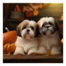 Zoek naar lhasa posters Puppy
