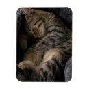 Recherche de dormant magnets Animal