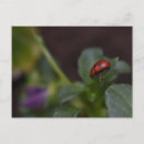 Recherche de coccinelles cartes postales Insecte
