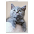 Zoek naar british shorthair cat briefkaarten Schattige dieren