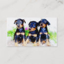 Zoek naar doberman visitekaartjes Puppies
