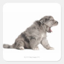 Recherche de chien autocollants Animaux domestiques