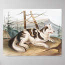 Recherche de canis posters Faune