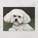 Zoek naar bichon frise briefkaarten Puppy