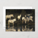 Recherche de cheval camargue cartes invitations Bob langrish