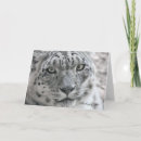 Recherche de snow leopard cartes postales Nature