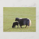 Recherche de yaks cartes postales Animal