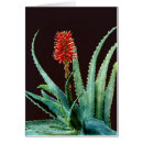 Recherche de aloès cartes postales Vert