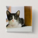 Recherche de chaton noir et blanc badges Animaux mignons