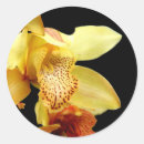 Recherche de orchidée jaune autocollants Tropical