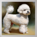 Recherche de frise bichon posters Canine