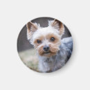 Recherche de terrier yorkshire magnets Petit