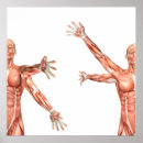 Recherche de biologique humaine posters Médical
