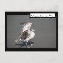 Recherche de mouettes cartes postales Plages