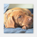 Recherche de chien de vizsla magnets Chiot