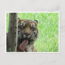 Recherche de tigre sumatran cartes postales Animaux