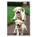 Zoek naar pet memorial posters Puppy
