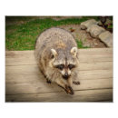 Recherche de raton laveur posters Nature
