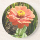 Recherche de zinnia dessous de verres Jolie