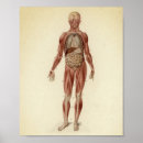 Recherche de anatomie humaine posters Médical