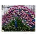 Zoek naar pauwen posters Bloemen