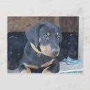 Zoek naar doberman briefkaarten Puppy