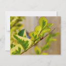 Zoek naar rode vlek briefkaarten Insect
