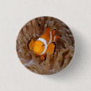 Zoek naar anemoon buttons Clown fish
