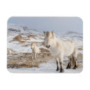 Zoek naar ijslandse paarden magneten Pony