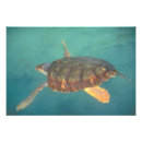 Recherche de toro posters Bocas del toro