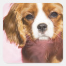 Recherche de cavalier autocollants Animal