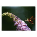 Recherche de mites photographie Nature
