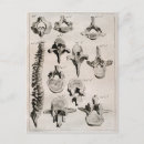 Recherche de colonne vertébrale cartes postales Vintage