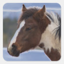 Recherche de chevaux colorés autocollants Animaux