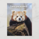 Recherche de panda mignon cartes postales Pour tous
