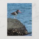 Zoek naar shorebird posters Zee
