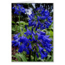 Recherche de agapanthus cartes postales Floral
