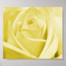 Recherche de copie de rose jaune Fleur