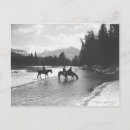 Recherche de cheval de rivière cartes postales Ouest