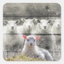 Recherche de troupeau de moutons autocollants Agneau