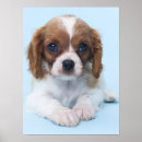 Recherche de le cavalier bleu posters Cavalier roi charles