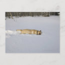 Recherche de chien de neige cartes postales Température froide