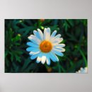 Recherche de fleurs blanches marguerite posters Pétales